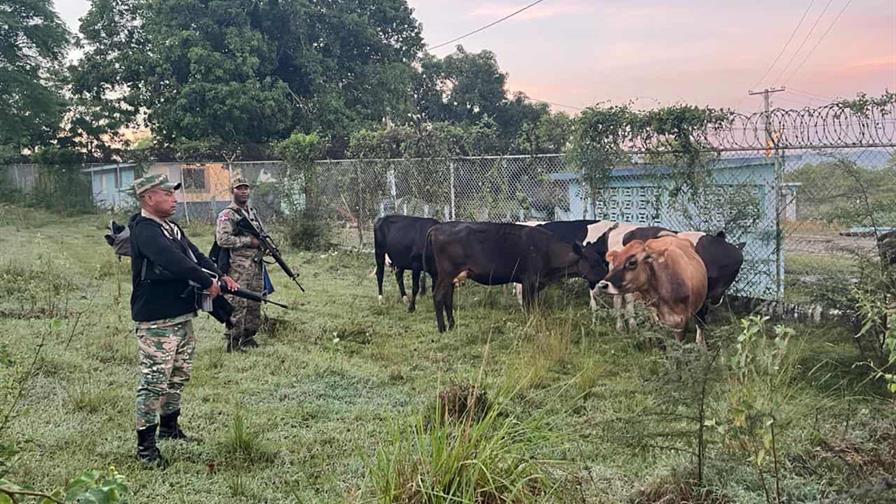 el-ejercito-recupera-nueve-reses-robadas-durante-operativo-en-dajabon