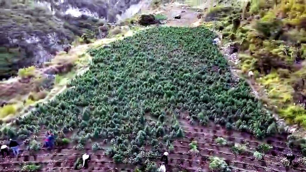 dncd-descubre-plantacion-de-15-mil-392-matas-de-marihuana-en-san-jose-de-ocoa